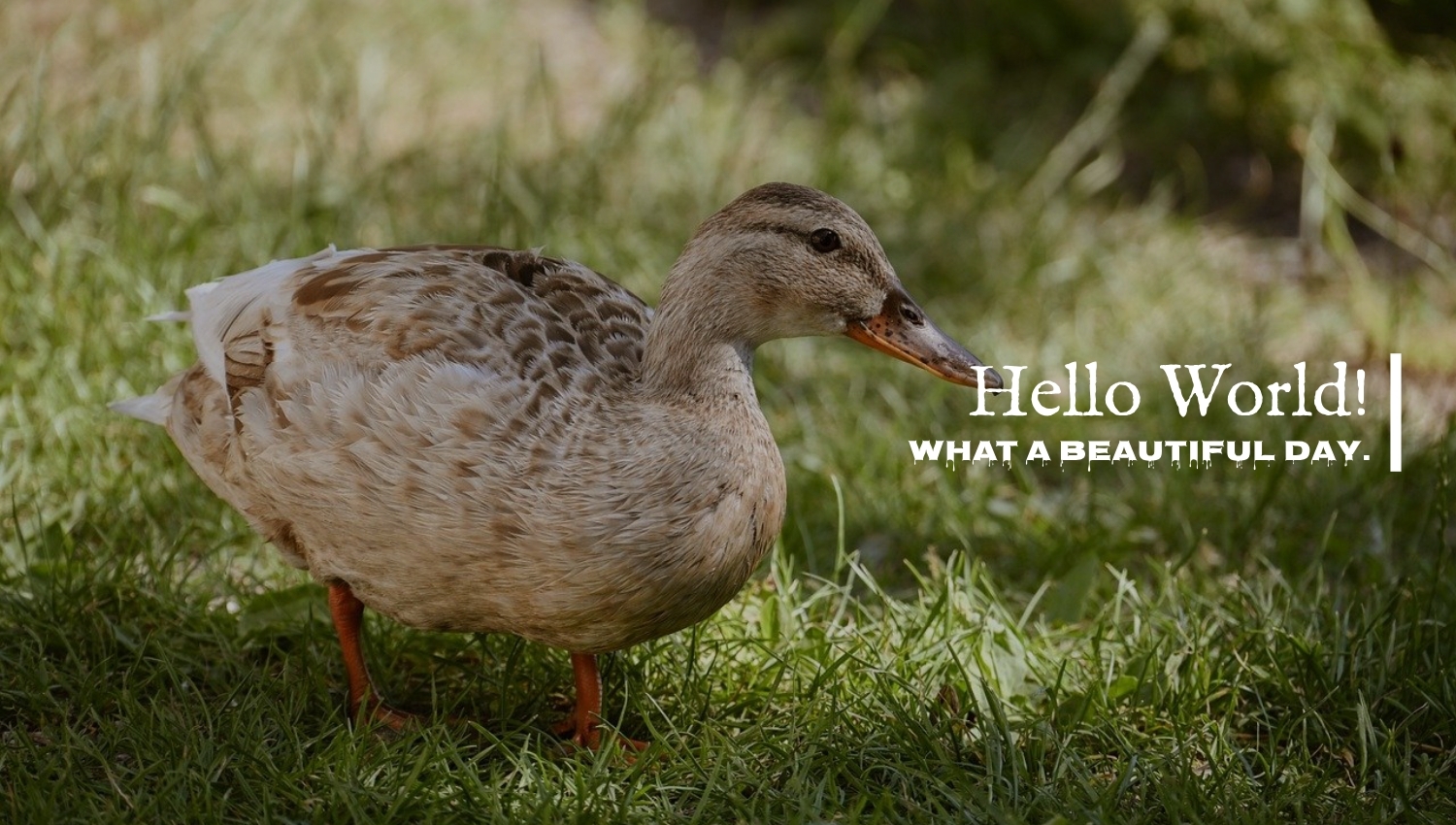 Ar-Ge Proje pazarı içerik örnek enn